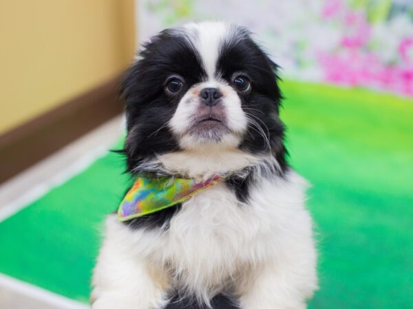 Pekingese-DOG-Male-Black and White-12339-Petland Wichita, Kansas