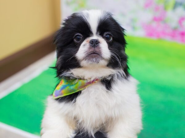 Pekingese DOG Male Black and White 12339 Petland Wichita, Kansas