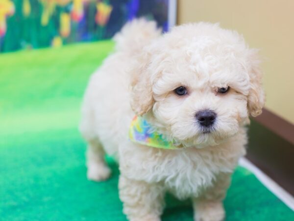 Teddy Bear DOG Male Cream 12338 Petland Wichita, Kansas