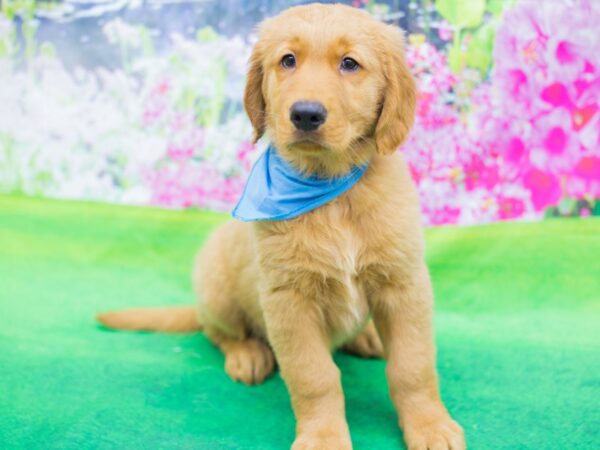 Golden Retriever DOG Male Golden 12337 Petland Wichita, Kansas