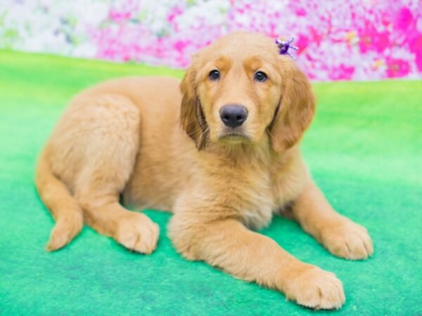 Golden Retriever DOG Female Golden 12336 Petland Wichita, Kansas