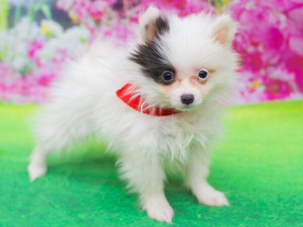 Pomeranian DOG Male Black and White 12404 Petland Wichita, Kansas