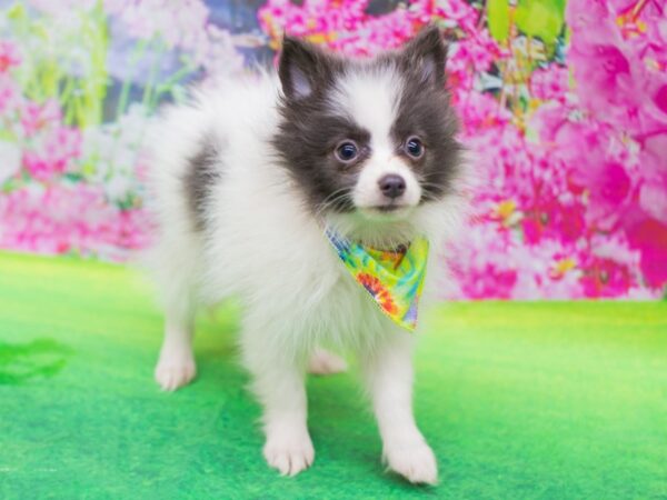 Pomeranian DOG Male Black and White 12403 Petland Wichita, Kansas