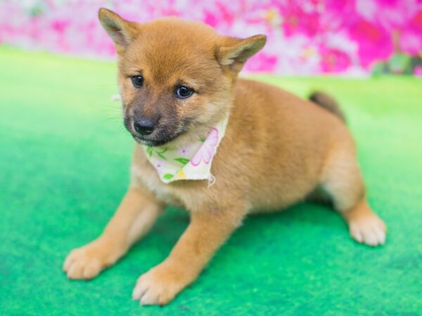 Shiba Inu DOG Female Sesame 12402 Petland Wichita, Kansas