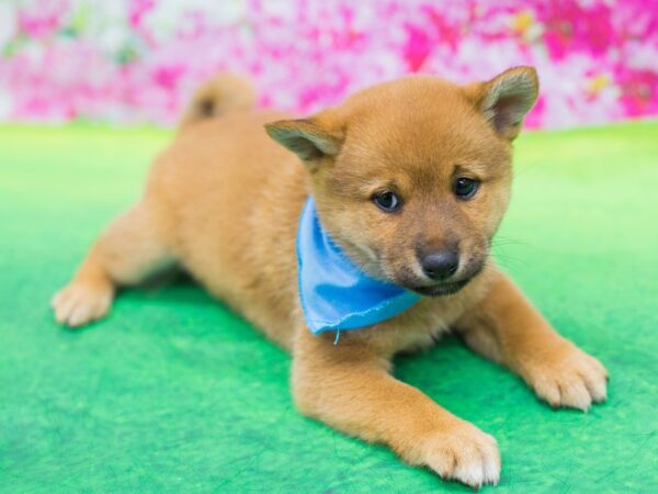 Shiba Inu DOG Male Sesame 12401 Petland Wichita, Kansas