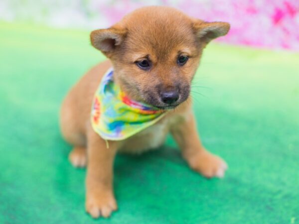 Shiba Inu DOG Male Sesame 12399 Petland Wichita, Kansas