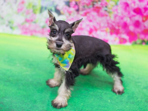 Miniature Schnauzer DOG Female Salt and Pepper 12398 Petland Wichita, Kansas