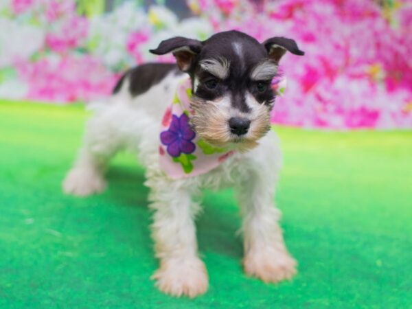 Miniature Schnauzer DOG Female Salt and Pepper 12397 Petland Wichita, Kansas