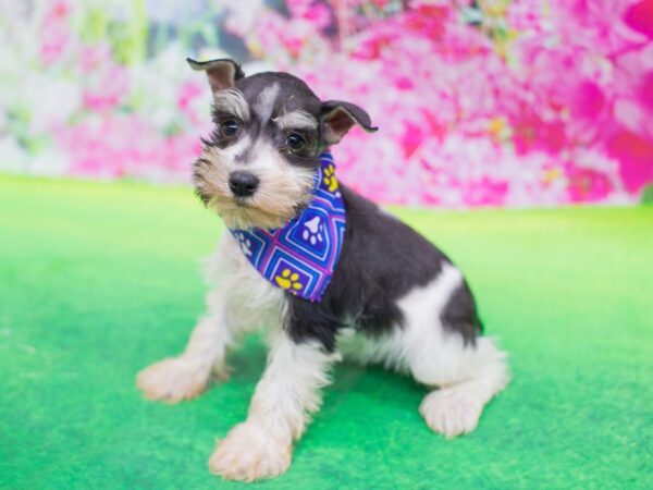 Miniature Schnauzer DOG Female Salt and Pepper 12396 Petland Wichita, Kansas