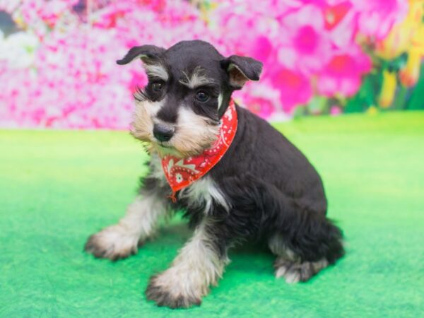 Miniature Schnauzer DOG Male Salt and Pepper 12395 Petland Wichita, Kansas