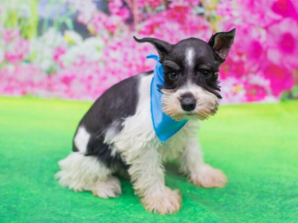 Miniature Schnauzer DOG Male Salt and Pepper 12394 Petland Wichita, Kansas