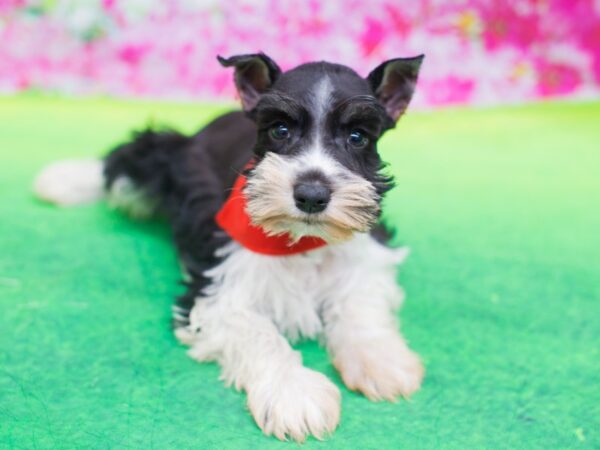 Miniature Schnauzer DOG Male Salt and Pepper 12393 Petland Wichita, Kansas