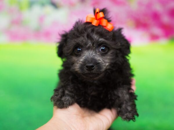 Poodle/Yorkshire Terrier DOG Female blk 12391 Petland Wichita, Kansas