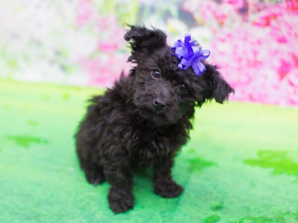 Poodle/Yorkshire Terrier-DOG-Female-blk-12390-Petland Wichita, Kansas