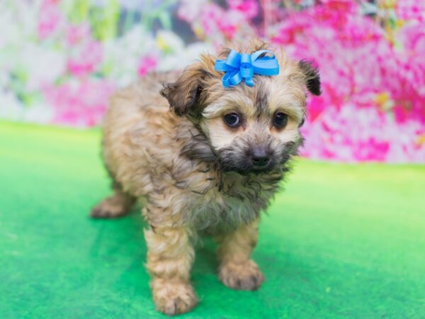 Miniature Aussiedoodle-DOG-Female-sbl-12389-Petland Wichita, Kansas