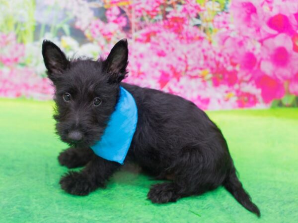 Scottish Terrier DOG Male Black 12386 Petland Wichita, Kansas