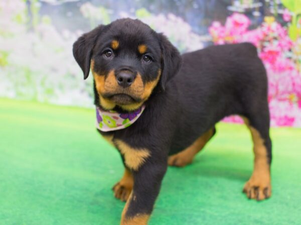 Rottweiler DOG Female Black and Rust 12385 Petland Wichita, Kansas