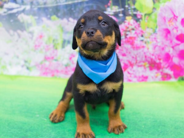 Rottweiler DOG Male Black and Rust 12384 Petland Wichita, Kansas