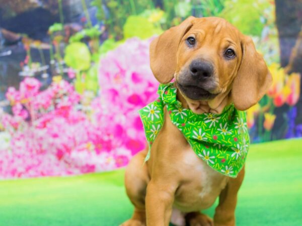 Rhodesian Ridgeback-DOG-Male-Wheaten-12383-Petland Wichita, Kansas