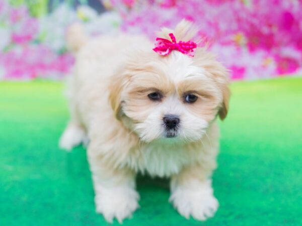 Lhasa Apso DOG Female Cream 12382 Petland Wichita, Kansas