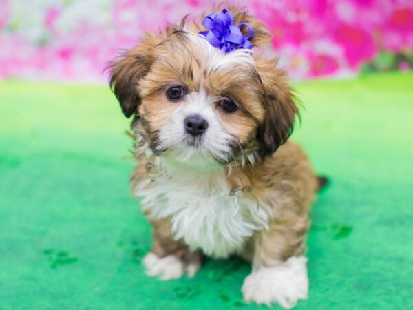 Lhasa Apso DOG Female Red Sable 12381 Petland Wichita, Kansas