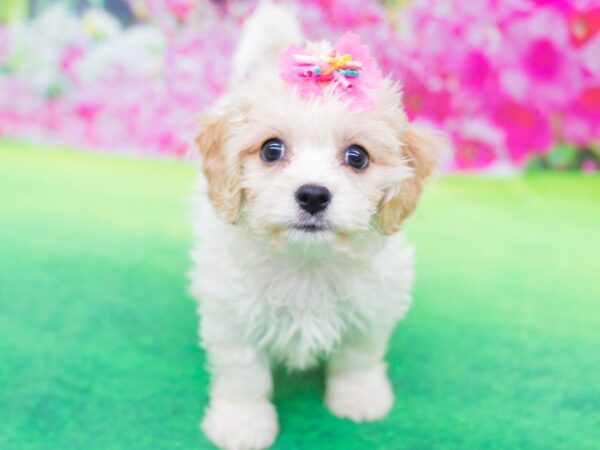 Cavachon-DOG-Female-Blenheim-12380-Petland Wichita, Kansas