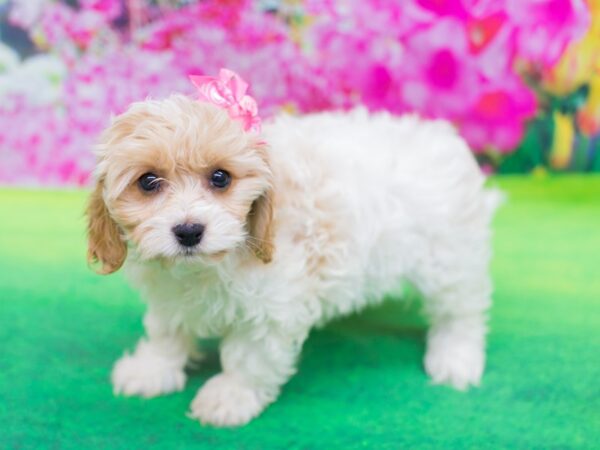 Cavachon DOG Female Blenheim 12379 Petland Wichita, Kansas