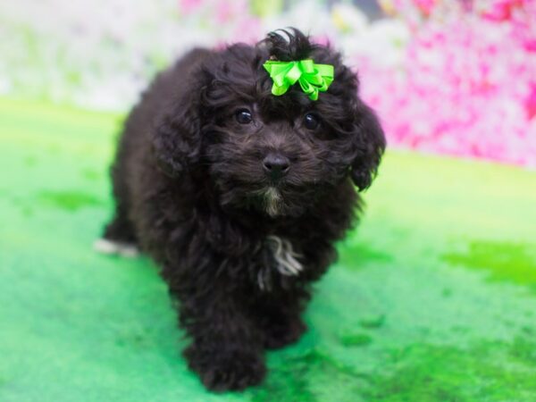 Bichon Poo-DOG-Female-Cafe-12378-Petland Wichita, Kansas