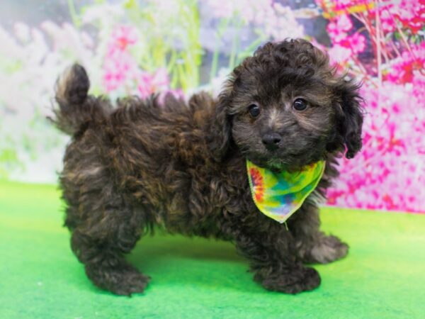 Bichon Poo DOG Male Cafe 12377 Petland Wichita, Kansas