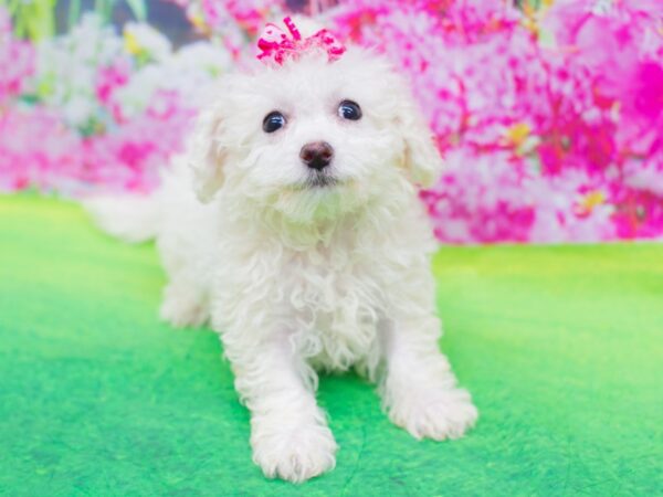 Bichon Frise DOG Female White 12376 Petland Wichita, Kansas