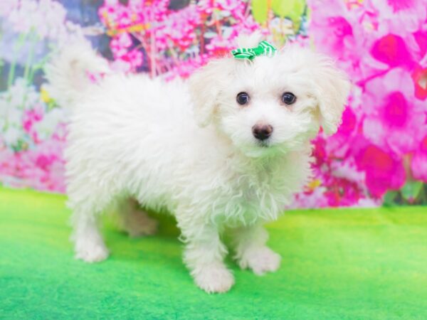 Bichon Frise DOG Female White 12375 Petland Wichita, Kansas