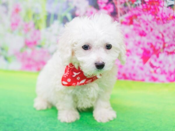 Bichon Frise DOG Male White 12374 Petland Wichita, Kansas