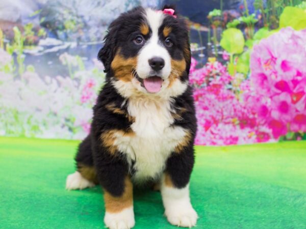 Bernese Mountain Dog-DOG-Female-Tri Color-12373-Petland Wichita, Kansas