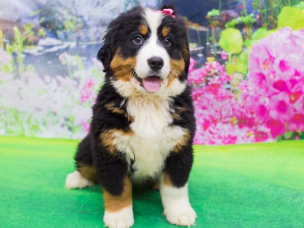 Bernese Mountain Dog DOG Female Tri Color 12373 Petland Wichita, Kansas