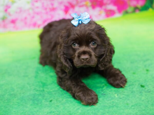 Cocker Spaniel DOG Female Chocolate 12372 Petland Wichita, Kansas