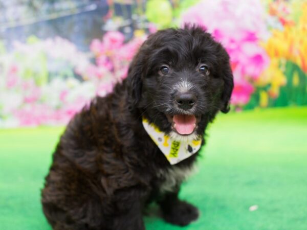 Wheatador-DOG-Male-Black and White-12371-Petland Wichita, Kansas