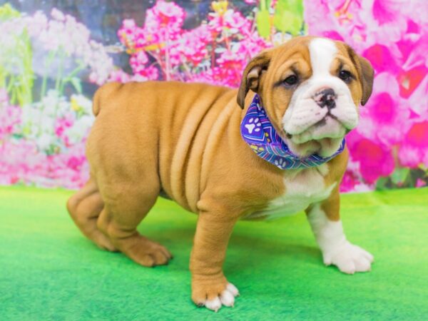 English Bulldog DOG Female Red and White 12370 Petland Wichita, Kansas