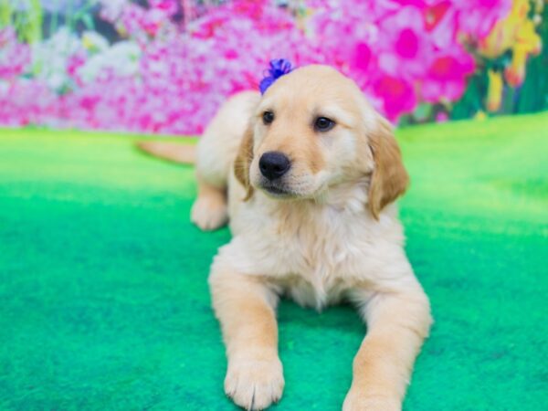 Golden Retriever DOG Female Golden 12369 Petland Wichita, Kansas