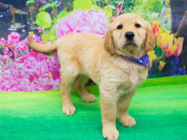 Golden Retriever DOG Female Golden 12368 Petland Wichita, Kansas