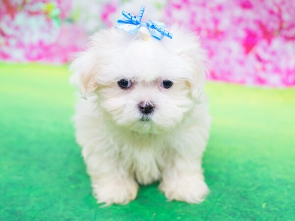 Teddy Bear-DOG-Female-White-12364-Petland Wichita, Kansas
