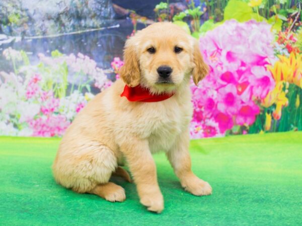 Golden Retriever DOG Male Golden 12367 Petland Wichita, Kansas