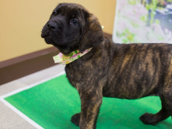 English Mastiff DOG Female Brindle 12362 Petland Wichita, Kansas