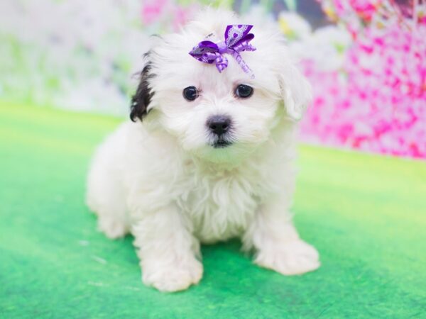 Teddy Bear-DOG-Female-Brown and White-12363-Petland Wichita, Kansas