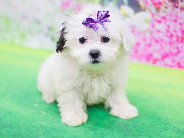 Teddy Bear DOG Female Brown and White 12363 Petland Wichita, Kansas