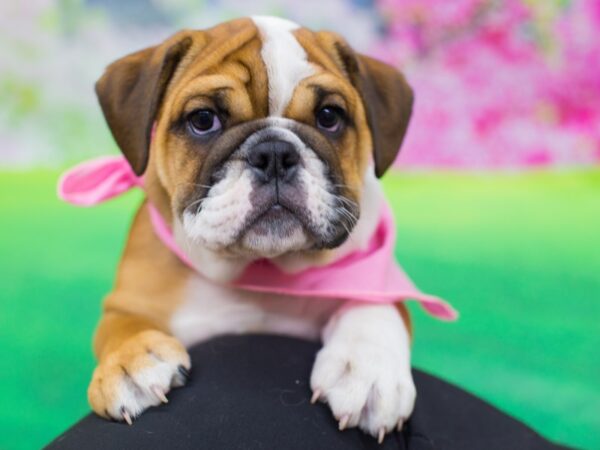 English Bulldog DOG Female Red and White 12360 Petland Wichita, Kansas