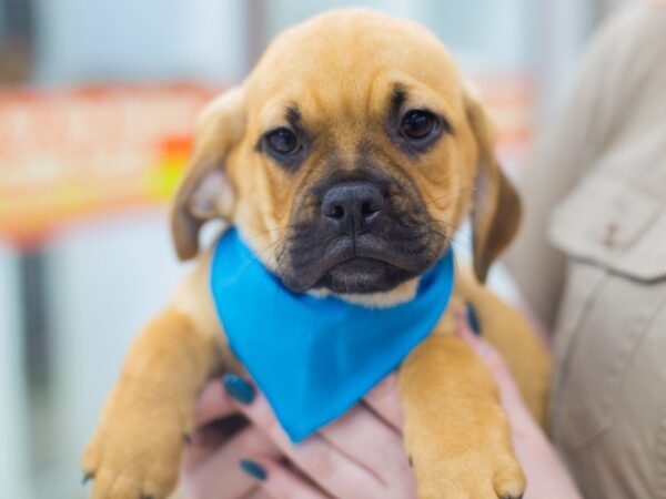 Puggle-DOG-Male-Fawn-12332-Petland Wichita, Kansas