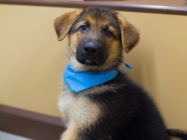 German Shepherd Dog DOG Male Black and Tan 12366 Petland Wichita, Kansas