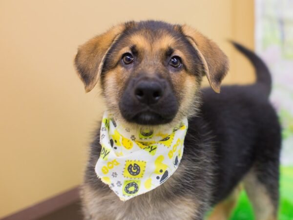 German Shepherd Dog DOG Male Black and Tan 12365 Petland Wichita, Kansas