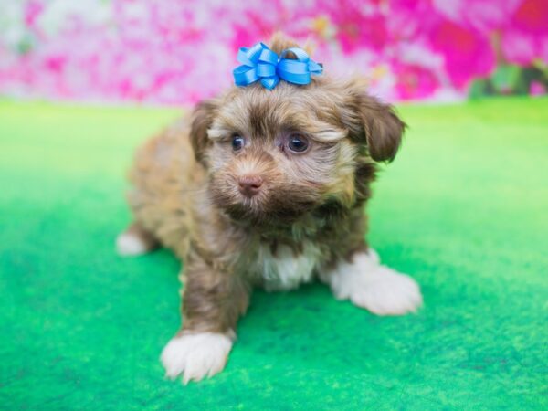 Havanese DOG Female Sable 12392 Petland Wichita, Kansas