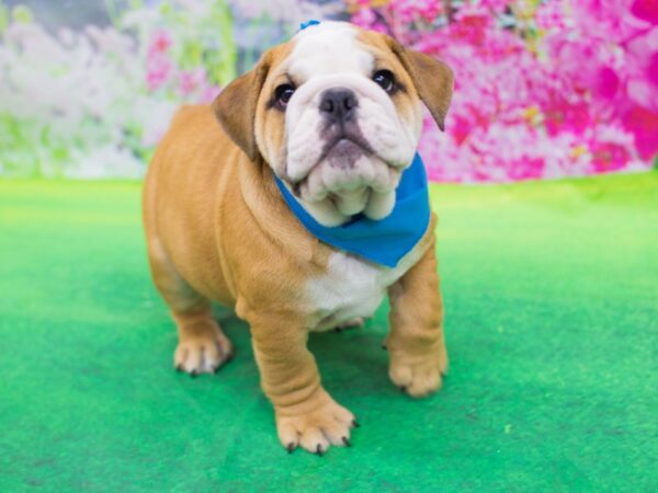 English Bulldog DOG Male Red and White 12361 Petland Wichita, Kansas